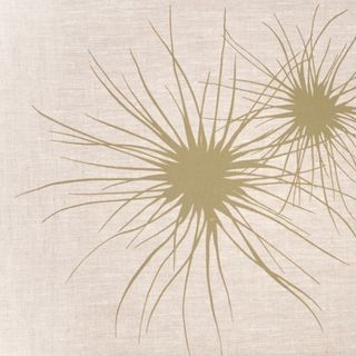 Spinifex Lichen