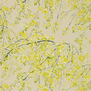 Plum Blossom Acacia